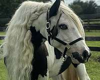 blue-eye-horse