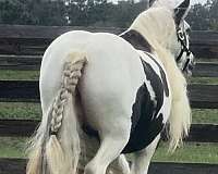 beginner-gypsy-vanner-horse