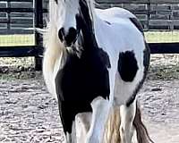 companion-gypsy-vanner-horse