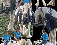 english-pleasure-gypsy-vanner-horse