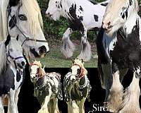 parade-gypsy-vanner-horse