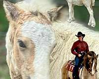 feathered-classic-gypsy-vanner-horse