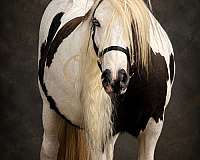 all-around-gypsy-vanner-horse