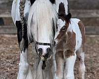 flashy-colt-gypsy-vanner-horse