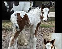 national-gypsy-vanner-horse