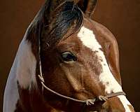 big-stopper-pinto-horse