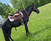 experienced-tennessee-walking-horse