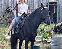 finished-tennessee-walking-horse