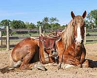 halflinger-haflinger-horse