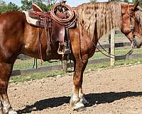 chestnut-blaze-horse