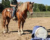 jumps-haflinger-horse