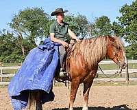 trail-haflinger-horse