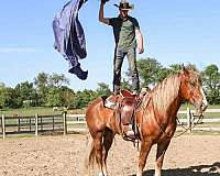 all-around-haflinger-horse