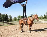 athletic-haflinger-horse