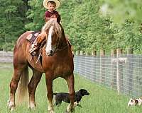 beginner-haflinger-horse