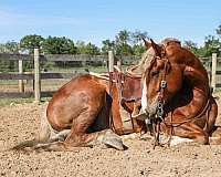 chestnut-haflinger-horse