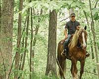 experienced-haflinger-horse