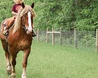 flashy-haflinger-horse