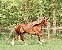 husband-safe-haflinger-horse