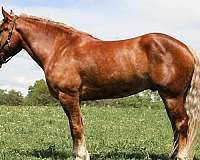 adults-haflinger-horse