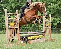 bid-haflinger-horse