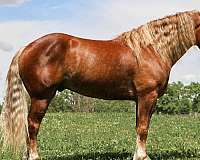 jumper-haflinger-horse