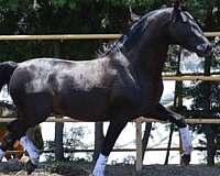 white-star-horse
