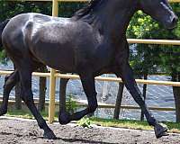 black-white-star-horse