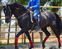 all-around-andalusian-horse