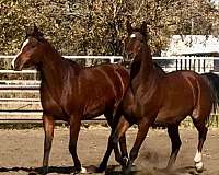 amaar-al-rayyan-arabian-horse
