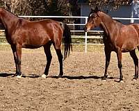 farazdac-arabian-horse