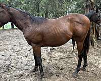 thin-star-curved-to-right-horse
