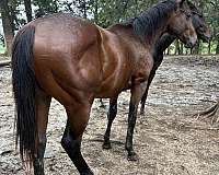 bay-thin-star-curved-to-right-horse