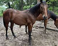 future-fortunes-thoroughbred-horse