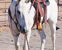 family-horse-quarter