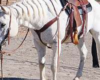 gentle-horse-quarter