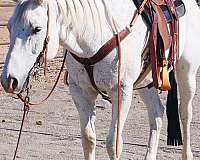 all-around-quarter-horse