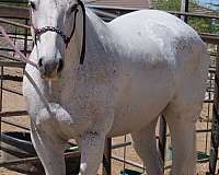 beginner-quarter-horse