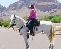english-pleasure-quarter-horse