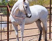 husband-safe-quarter-horse