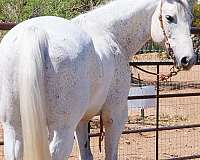 kid-safe-quarter-horse
