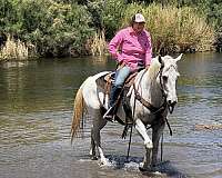 lesson-quarter-horse