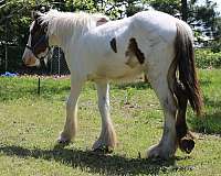 attention-drum-horse