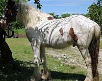 buddy-drum-horse