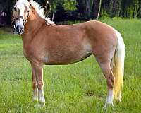hackney-mare