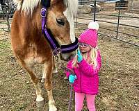 hackney-horse-for-sale
