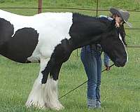 dressage-gypsy-vanner-horse