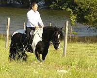 english-pleasure-gypsy-vanner-horse