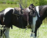 natural-horsemanship-training-gypsy-vanner-horse