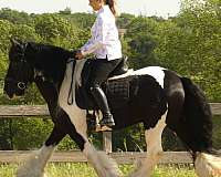 ranch-versatility-gypsy-vanner-horse